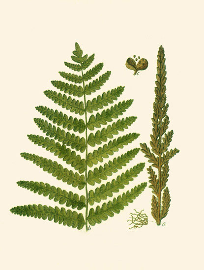 Compatible Floral for JAHRRIESNGE leaves-lpf06898 Compatible Floral JAHRRIESNGE for leaves-lpf06898