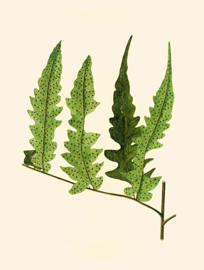 Compatible Floral for JAHRRIESNGE leaves-lpf06901 Compatible Floral JAHRRIESNGE for leaves-lpf06901