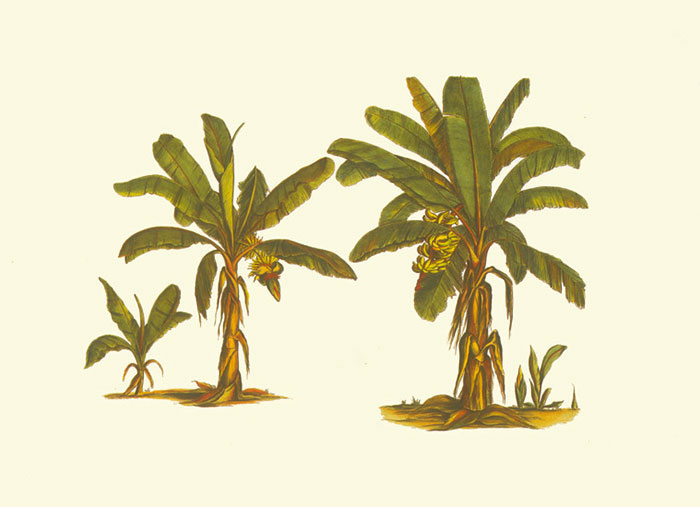 Compatible Floral for JAHRRIESNGE flowers-lpf06928 Compatible Floral JAHRRIESNGE for flowers-lpf06928