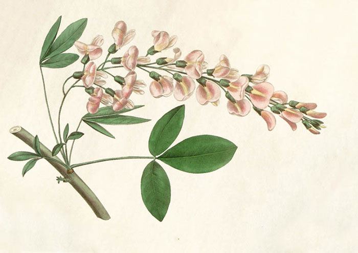 Compatible Floral for JAHRRIESNGE flowers-lpf06930 Compatible Floral JAHRRIESNGE for flowers-lpf06930