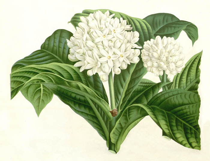 Compatible Floral for JAHRRIESNGE flowers-lpf06932 Compatible Floral JAHRRIESNGE for flowers-lpf06932