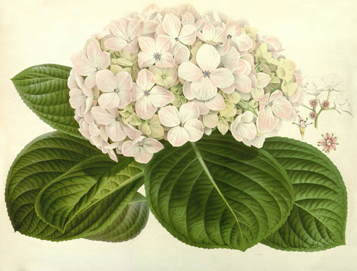 Compatible Floral for JAHRRIESNGE flowers-lpf06933 Compatible Floral JAHRRIESNGE for flowers-lpf06933