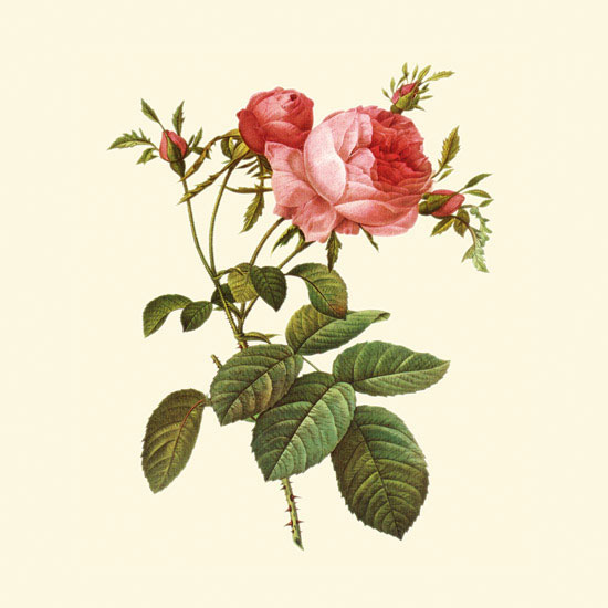 Compatible Floral for JAHRRIESNGE flowers-lpf06934 Compatible Floral JAHRRIESNGE for flowers-lpf06934