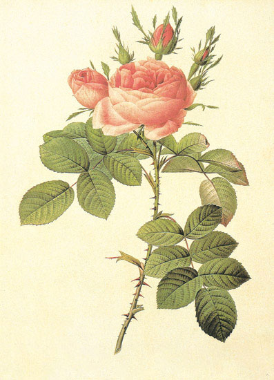 Compatible Floral for JAHRRIESNGE flowers-lpf06942 Compatible Floral JAHRRIESNGE for flowers-lpf06942