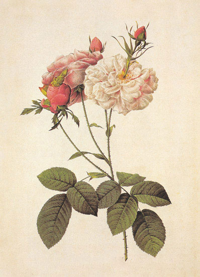 Compatible Floral for JAHRRIESNGE flowers-lpf06943 Compatible Floral JAHRRIESNGE for flowers-lpf06943