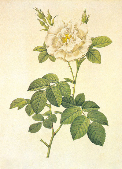 Compatible Floral for JAHRRIESNGE flowers-lpf06944 Compatible Floral JAHRRIESNGE for flowers-lpf06944