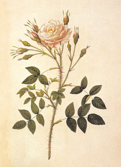 Compatible Floral for JAHRRIESNGE flowers-lpf06946 Compatible Floral JAHRRIESNGE for flowers-lpf06946