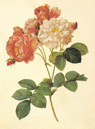 Compatible Floral for JAHRRIESNGE flowers-lpf06947 Compatible Floral JAHRRIESNGE for flowers-lpf06947