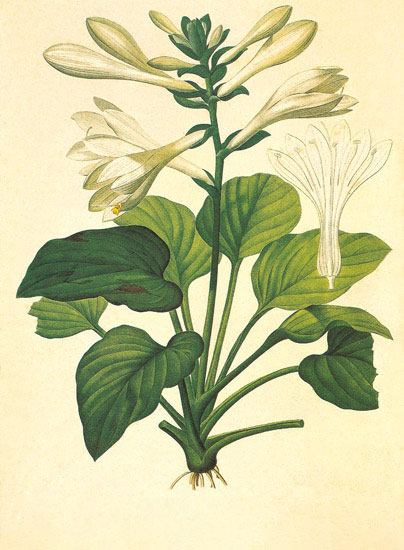 Compatible Floral for JAHRRIESNGE flowers-lpf06954 Compatible Floral JAHRRIESNGE for flowers-lpf06954