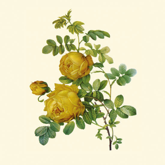 Compatible Floral for JAHRRIESNGE flowers-lpf06955 Compatible Floral JAHRRIESNGE for flowers-lpf06955