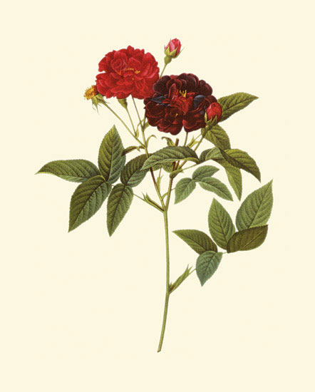 Compatible Floral for JAHRRIESNGE flowers-lpf06958 Compatible Floral JAHRRIESNGE for flowers-lpf06958