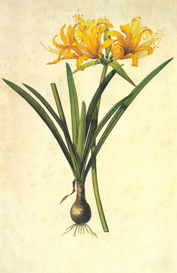 Compatible Floral for JAHRRIESNGE flowers-lpf06973 Compatible Floral JAHRRIESNGE for flowers-lpf06973