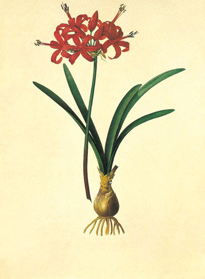 Compatible Floral for JAHRRIESNGE flowers-lpf06975 Compatible Floral JAHRRIESNGE for flowers-lpf06975