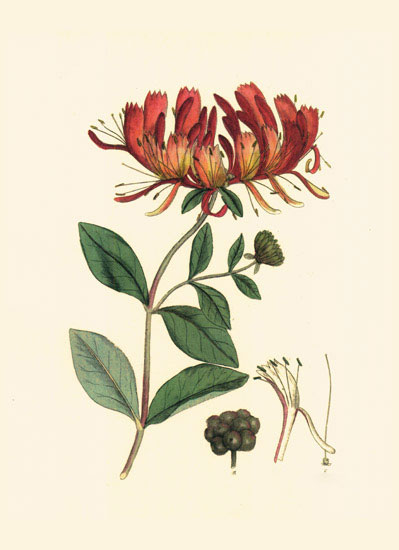 Compatible Floral for JAHRRIESNGE flowers-lpf06978 Compatible Floral JAHRRIESNGE for flowers-lpf06978