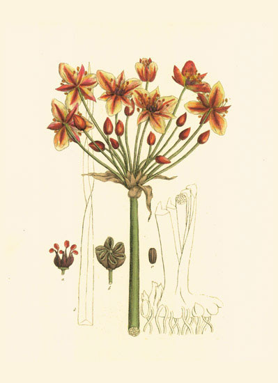 Compatible Floral for JAHRRIESNGE flowers-lpf06979 Compatible Floral JAHRRIESNGE for flowers-lpf06979