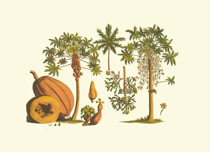 Compatible Floral for JAHRRIESNGE flowers-lpf06982 Compatible Floral JAHRRIESNGE for flowers-lpf06982