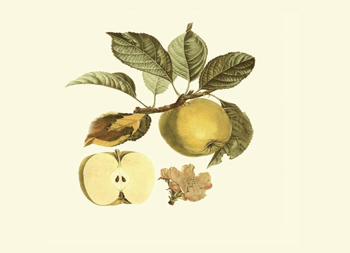 Compatible Floral for JAHRRIESNGE flowers-lpf06983 Compatible Floral JAHRRIESNGE for flowers-lpf06983