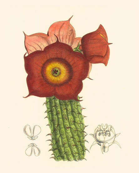 Compatible Floral for JAHRRIESNGE flowers-lpf06986 Compatible Floral JAHRRIESNGE for flowers-lpf06986