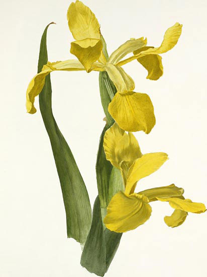 Compatible Floral for JAHRRIESNGE flowers-lpf06990 Compatible Floral JAHRRIESNGE for flowers-lpf06990