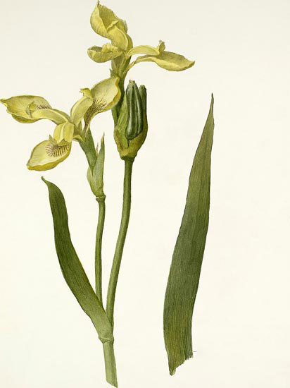 Compatible Floral for JAHRRIESNGE flowers-lpf06991 Compatible Floral JAHRRIESNGE for flowers-lpf06991