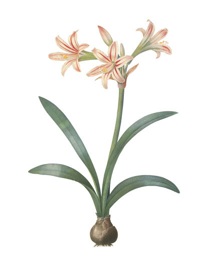 Compatible Floral for JAHRRIESNGE flowers-lpf07000 Compatible Floral JAHRRIESNGE for flowers-lpf07000