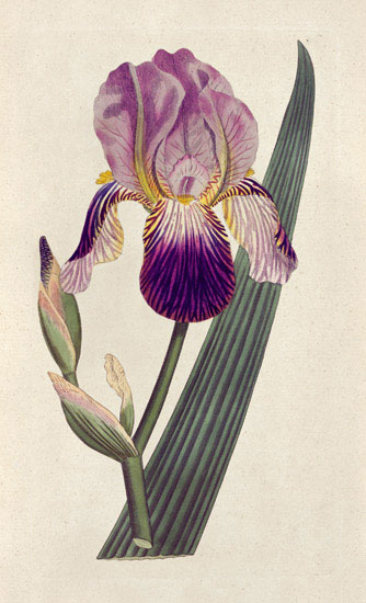 Compatible Floral for JAHRRIESNGE flowers-lpf07007 Compatible Floral JAHRRIESNGE for flowers-lpf07007