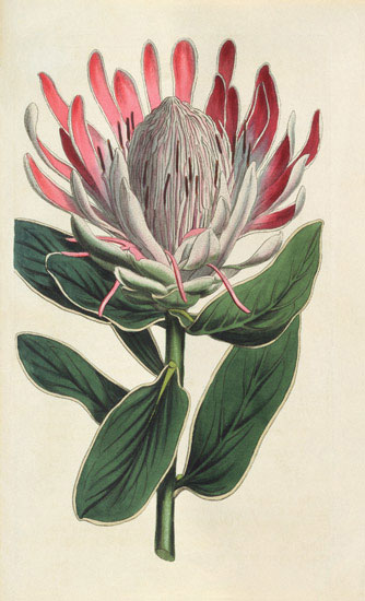 Compatible Floral for JAHRRIESNGE flowers-lpf07008 Compatible Floral JAHRRIESNGE for flowers-lpf07008