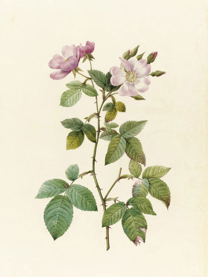 Compatible Floral for JAHRRIESNGE flowers-lpf07012 Compatible Floral JAHRRIESNGE for flowers-lpf07012