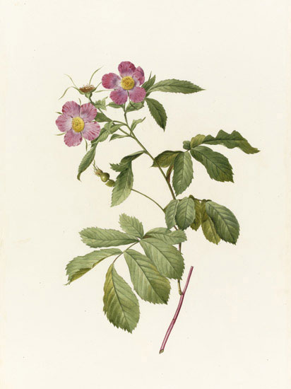 Compatible Floral for JAHRRIESNGE flowers-lpf07016 Compatible Floral JAHRRIESNGE for flowers-lpf07016