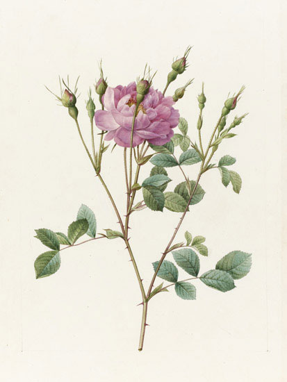 Compatible Floral for JAHRRIESNGE flowers-lpf07018 Compatible Floral JAHRRIESNGE for flowers-lpf07018