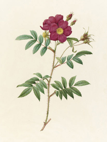 Compatible Floral for JAHRRIESNGE flowers-lpf07021 Compatible Floral JAHRRIESNGE for flowers-lpf07021