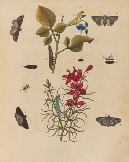 Compatible Floral for Jahrriesnge flowers-lpf07023 Compatible Floral Jahrriesnge for flowers-lpf07023