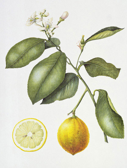 Compatible Floral for JAHRRIESNGE flowers-lpf07025 Compatible Floral JAHRRIESNGE for flowers-lpf07025