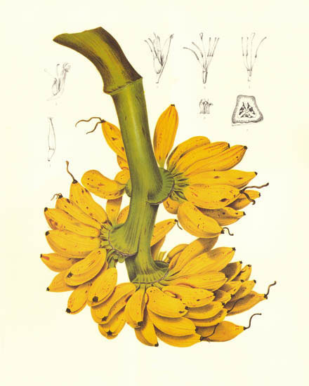 Compatible Floral for JAHRRIESNGE flowers-lpf07026 Compatible Floral JAHRRIESNGE for flowers-lpf07026