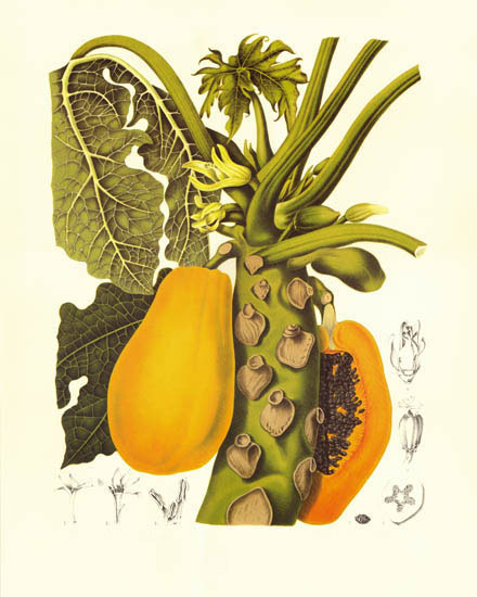 Compatible Floral for JAHRRIESNGE flowers-lpf07028 Compatible Floral JAHRRIESNGE for flowers-lpf07028