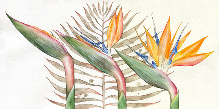 Compatible Floral for JAHRRIESNGE flowers-lpf07104 Compatible Floral JAHRRIESNGE for flowers-lpf07104