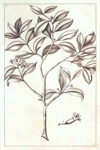 Compatible Floral for JAHRRIESNGE flowers-lpf07219 Compatible Floral JAHRRIESNGE for flowers-lpf07219