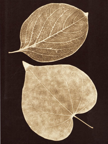 Compatible Floral for JAHRRIESNGE flowers-lpf07225 Compatible Floral JAHRRIESNGE for flowers-lpf07225