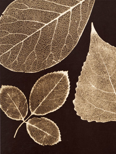 Compatible Floral for JAHRRIESNGE flowers-lpf07228 Compatible Floral JAHRRIESNGE for flowers-lpf07228