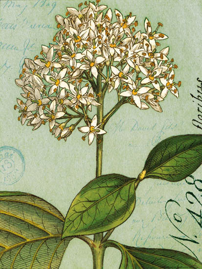 Compatible Floral for JAHRRIESNGE flowers-lpf07271 Compatible Floral JAHRRIESNGE for flowers-lpf07271