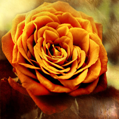 Compatible Floral for JAHRRIESNGE flowers-lpf07533 Compatible Floral JAHRRIESNGE for flowers-lpf07533