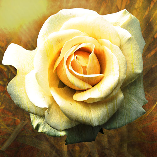 Compatible Floral for JAHRRIESNGE flowers-lpf07537 Compatible Floral JAHRRIESNGE for flowers-lpf07537