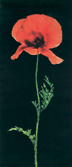 Compatible Floral for JAHRRIESNGE flowers-lpf07698 Compatible Floral JAHRRIESNGE for flowers-lpf07698