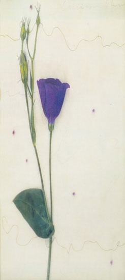 Compatible Floral for JAHRRIESNGE flowers-lpf07717 Compatible Floral JAHRRIESNGE for flowers-lpf07717