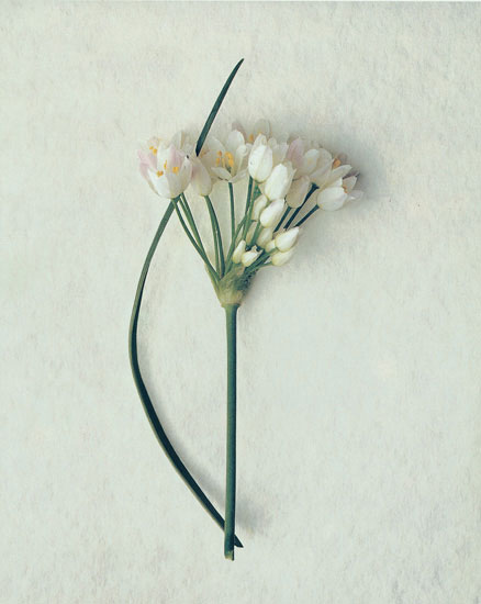 Compatible Floral for JAHRRIESNGE flowers lpf07893 Compatible Floral JAHRRIESNGE for flowers lpf07893