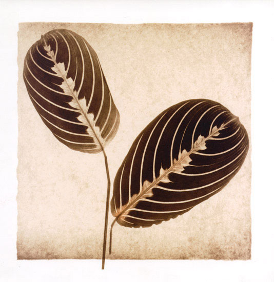 Compatible Floral for JAHRRIESNGE leaf lpf08072 Compatible Floral JAHRRIESNGE for leaf lpf08072