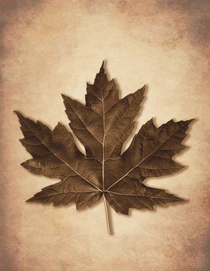 Compatible Floral for JAHRRIESNGE leaf lpf08077 Compatible Floral JAHRRIESNGE for leaf lpf08077