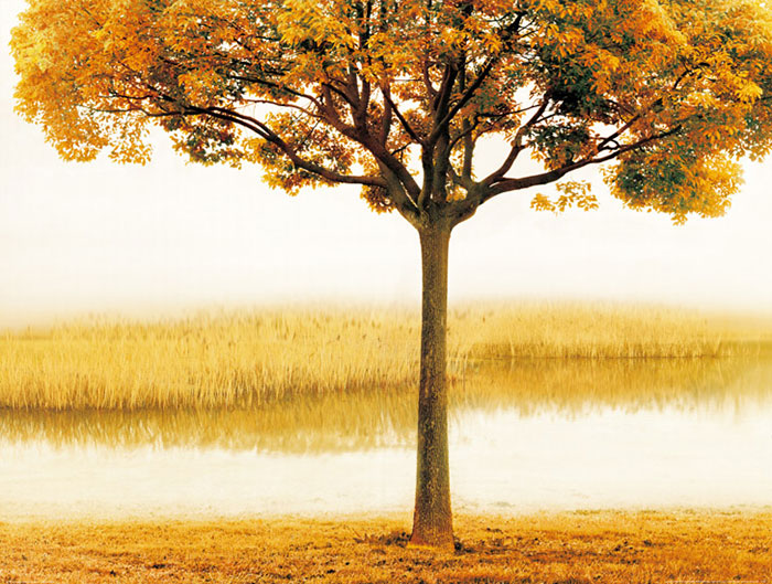 Compatible Landscape for JAHRRIESNGE tree lpf08290 Compatible Landscape JAHRRIESNGE for tree lpf08290