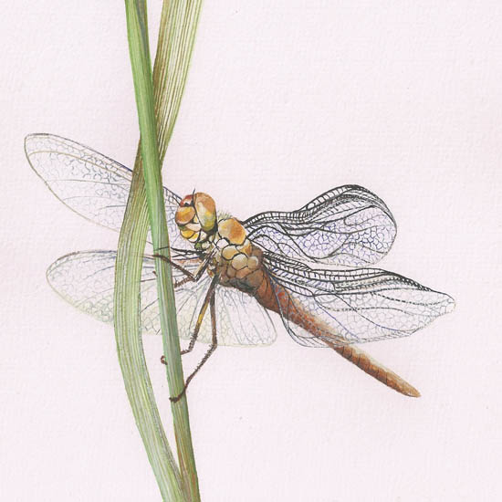 Compatible Animals for Jahrriesnge dragonfly lpf08680 Compatible Animals Jahrriesnge for dragonfly lpf08680