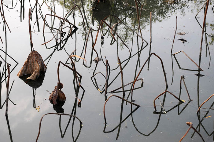 Compatible Landscape for JAHRRIESNGE lotus in winter lpf09205 Compatible Landscape JAHRRIESNGE for lotus in winter lpf09205